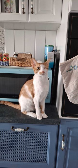 Подаряваме женско коте, кастрирано