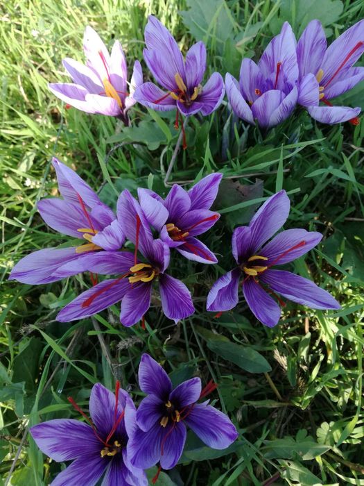 Шафран първо качество