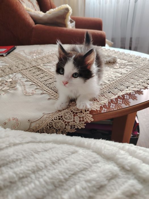 Отдам котёнка в добрые руки
