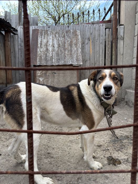 Отдам даром девочка