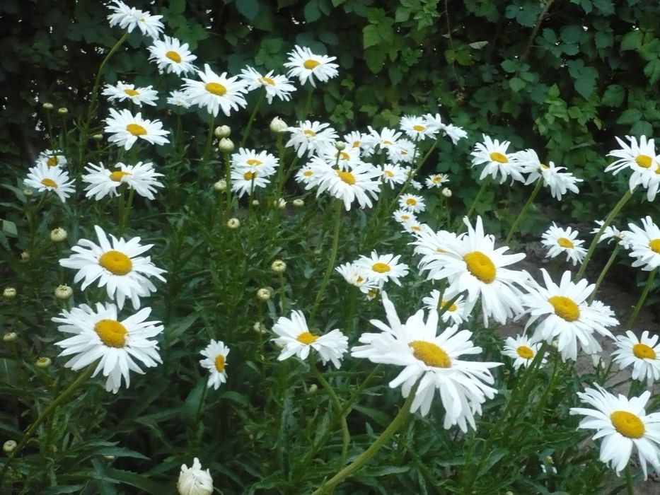 Многолетние садовые цветы: Ромашки, Флоксы, Колокольчики и др.