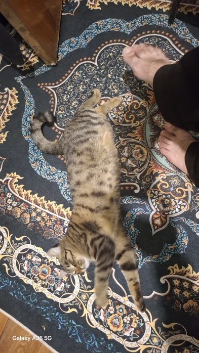 Кот домашний  мальчик