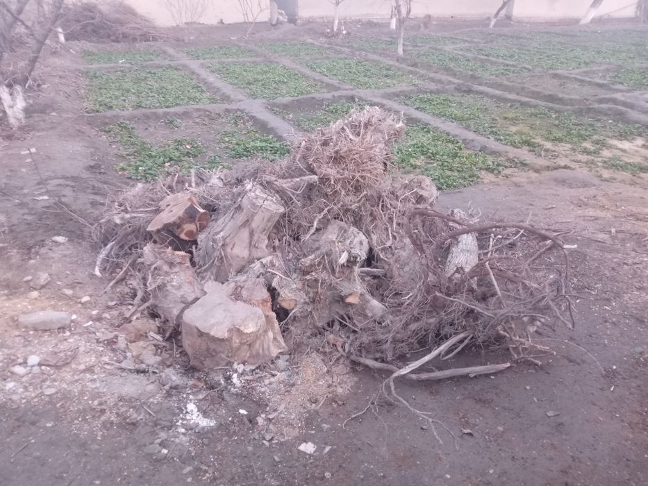 Томир ўтинлар сотилади 2 йиллик.