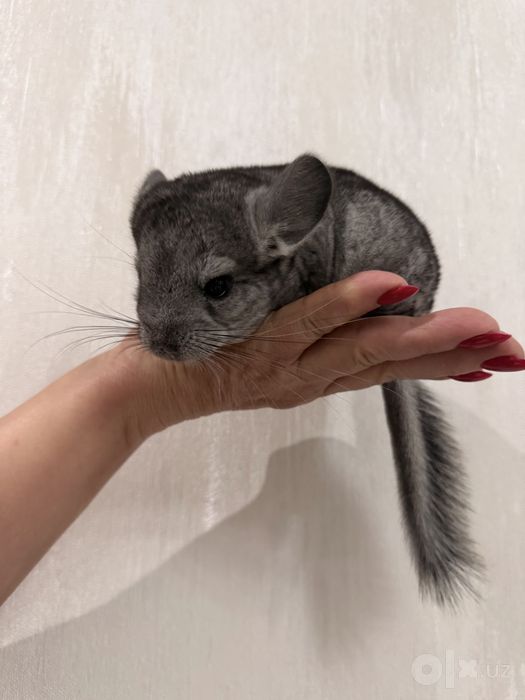 Шиншиллы Грызуны
