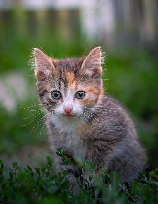 Продам Гелиос-44м