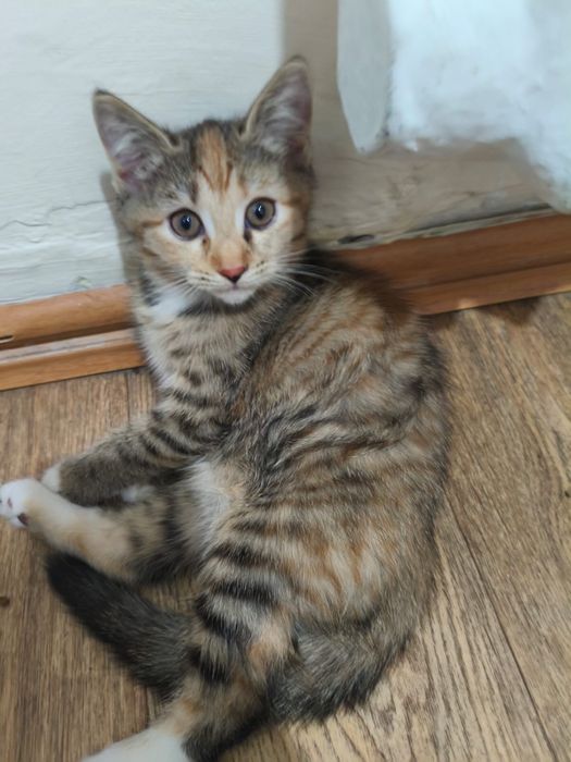 котенок,девочка,бесплатно