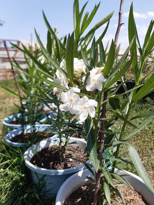 Продажа цветы Олеандр