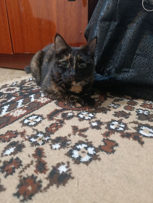 Отдам кошку в хорошие руки