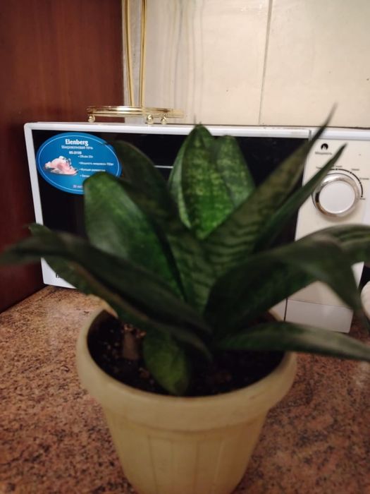 Продаю комнатные цветы
