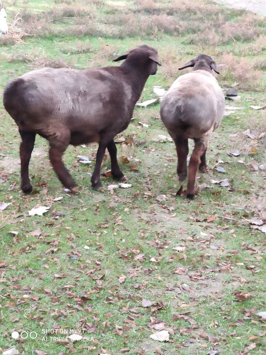 Койлар токты семиз