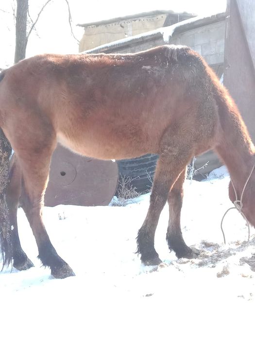 Продам кобылу жеребую полукровка