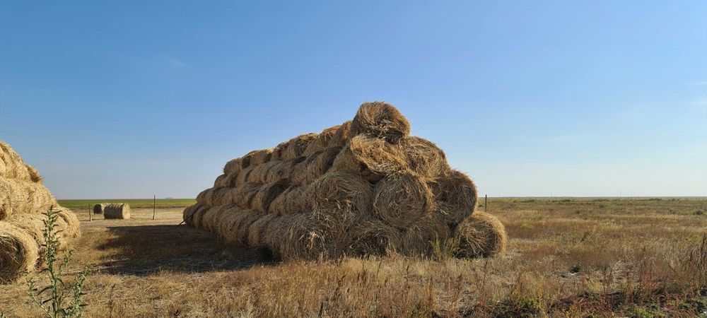 Сено суданская трава