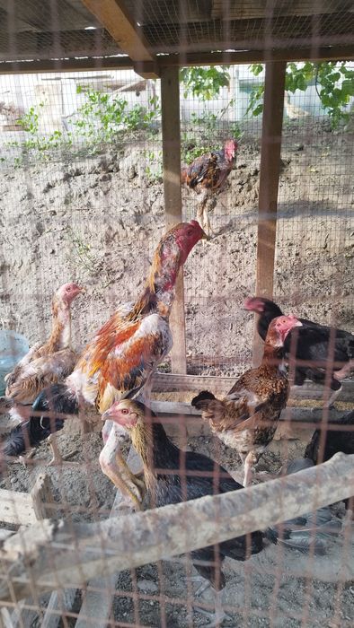 Дакан хуроз ёш 9 ойлик