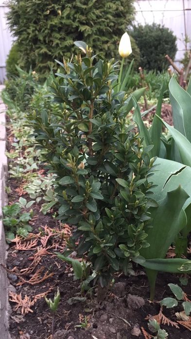 Самшит вечнозеленый