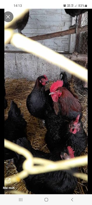 Oua de marans pentru incubat