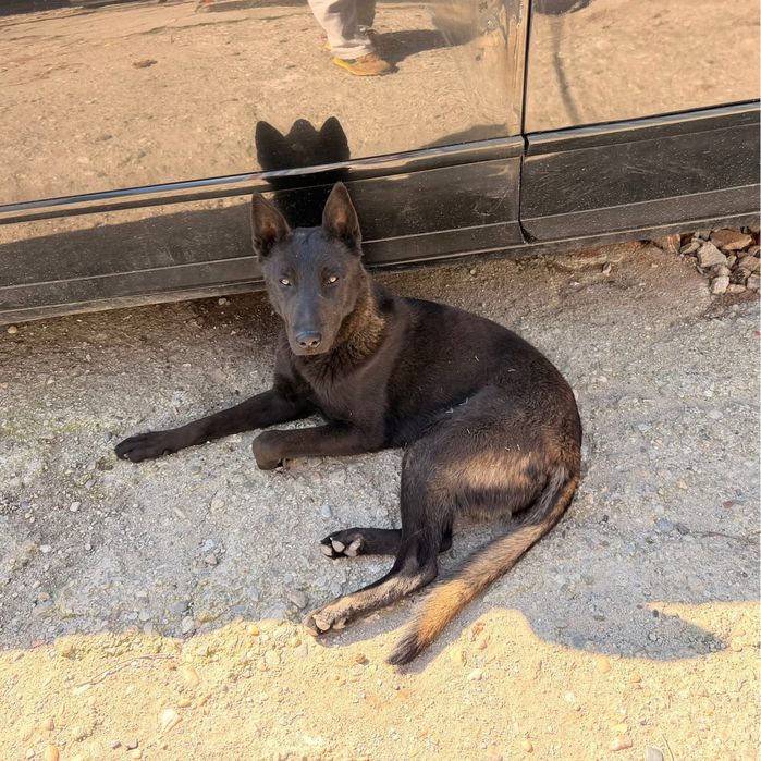 Pui ciobanesc malinois, lup belgian carbone