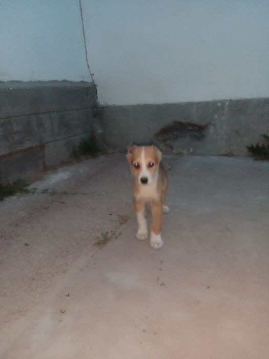 Күшк сатылымда Сарығаш