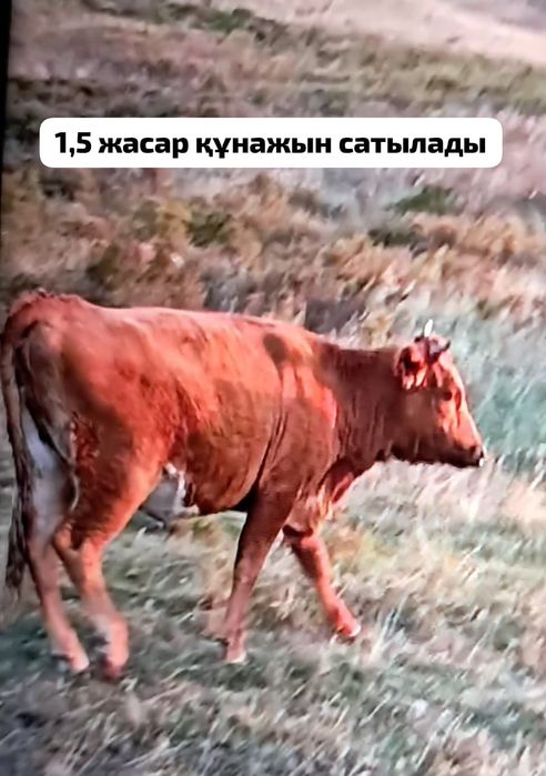 Құнажын сатылады