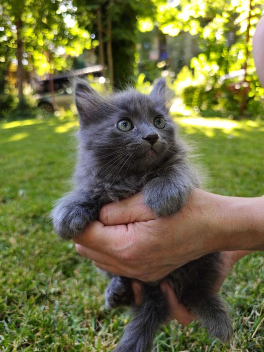 Pui de pisica Albastru de Rusia cu blana lunga Nebelung