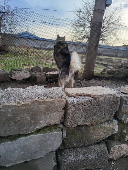 Продаётся хаски, мальчик