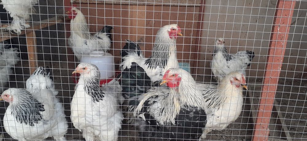 BRAMA zotli xo‘rozlar. птицы Брама порода