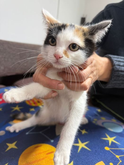 Donez pui de pisica, Gratuit