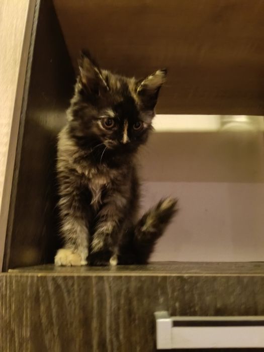 Котёнок девочка 2,5 месяца.