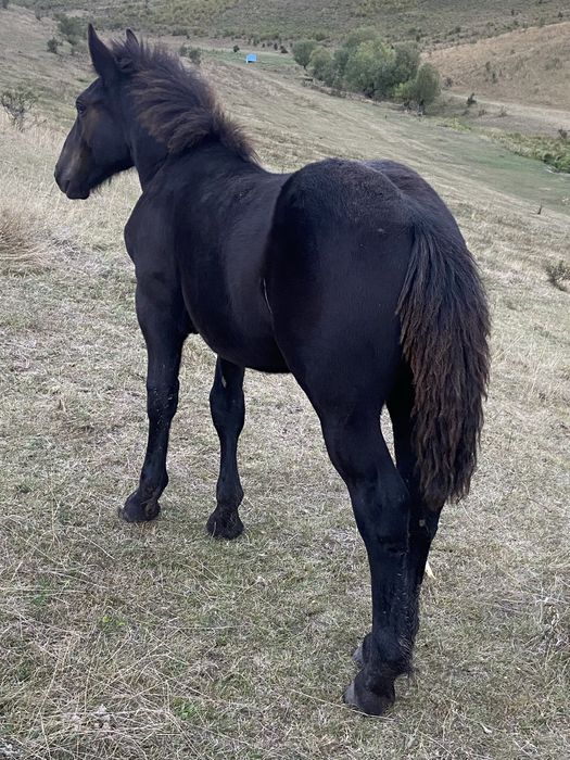 De vanzare o manza de 5 luni
