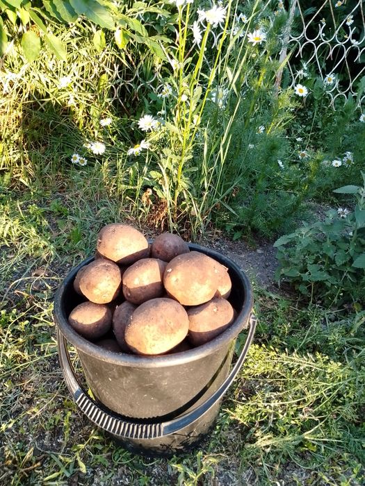 Продам картофель