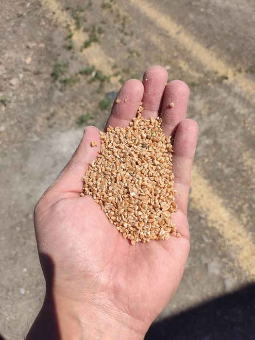 Сечка чистая ОПТОМ От 1тонны