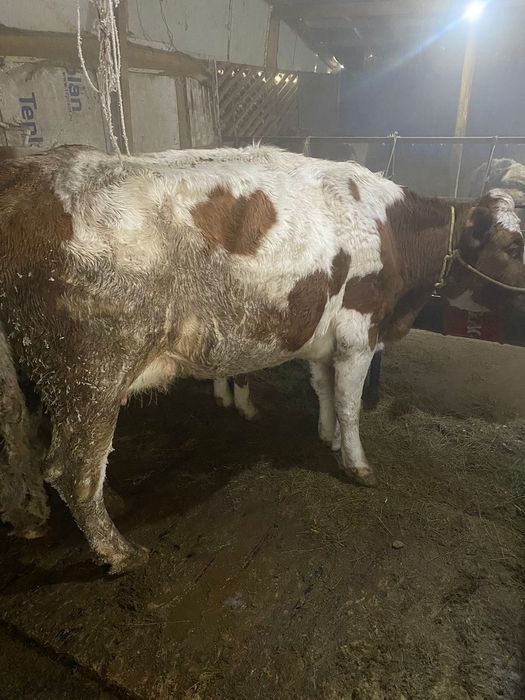 3бас симинтал бар суты