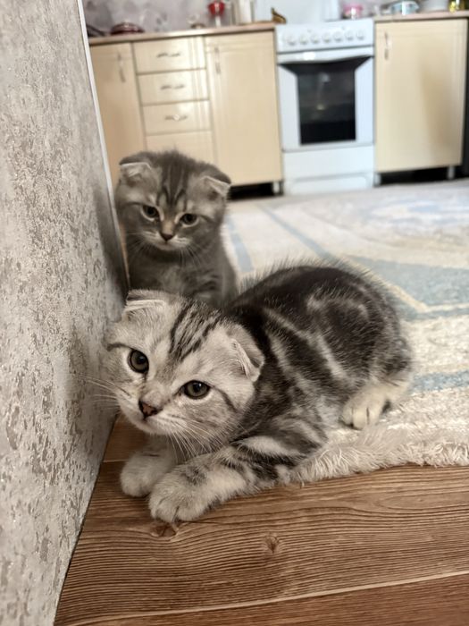 Котята скотишь фолд