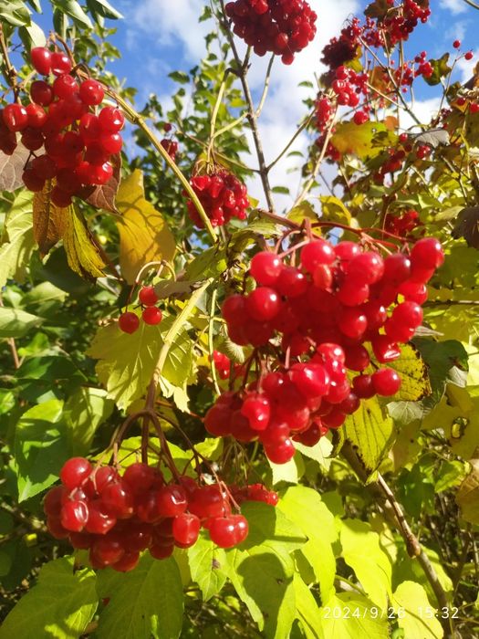 Продам саженцы Калины .