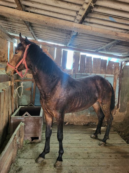 Продам срочно лошадь