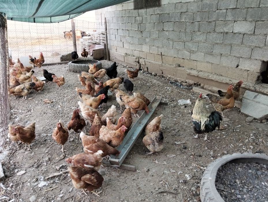 Продам курей Ломан браун