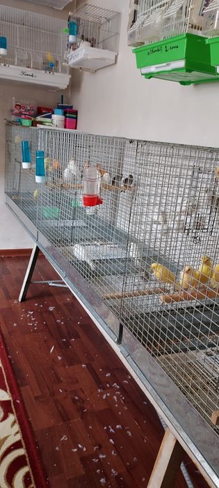 Канарейкалар сотилади  уйдан