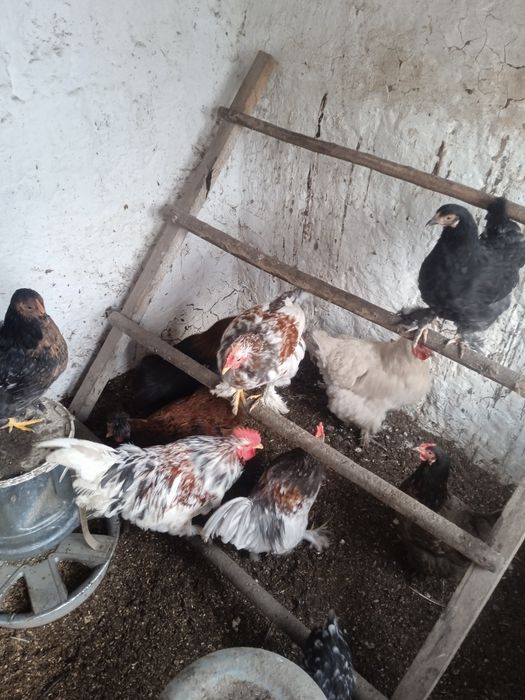 Продам карликовых петухов