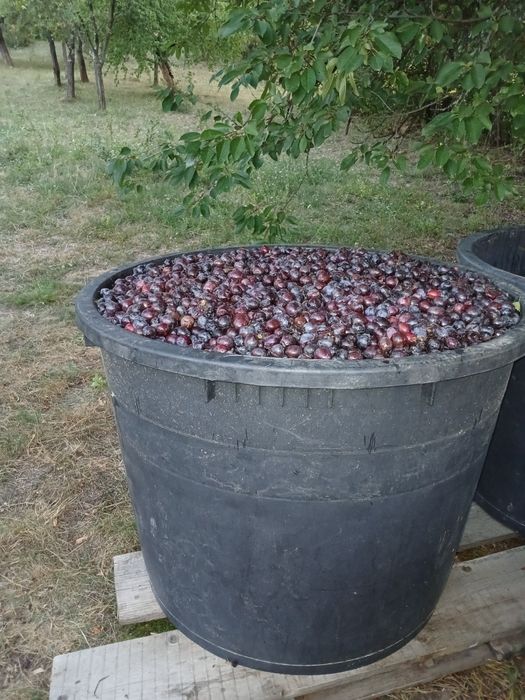 Prune de vânzare