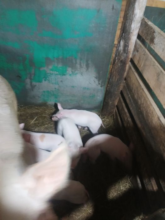 Продам поросят  1 месяц