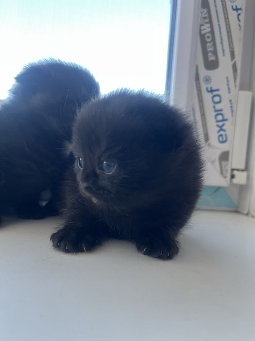 Котята на бронь осталось два мальчика