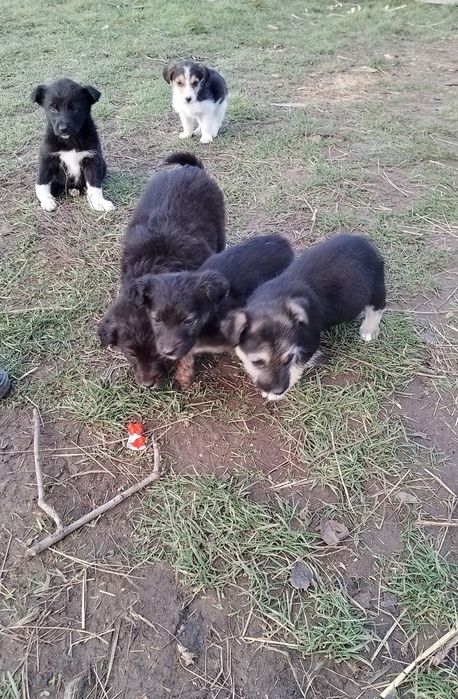 Donez căței talie mica