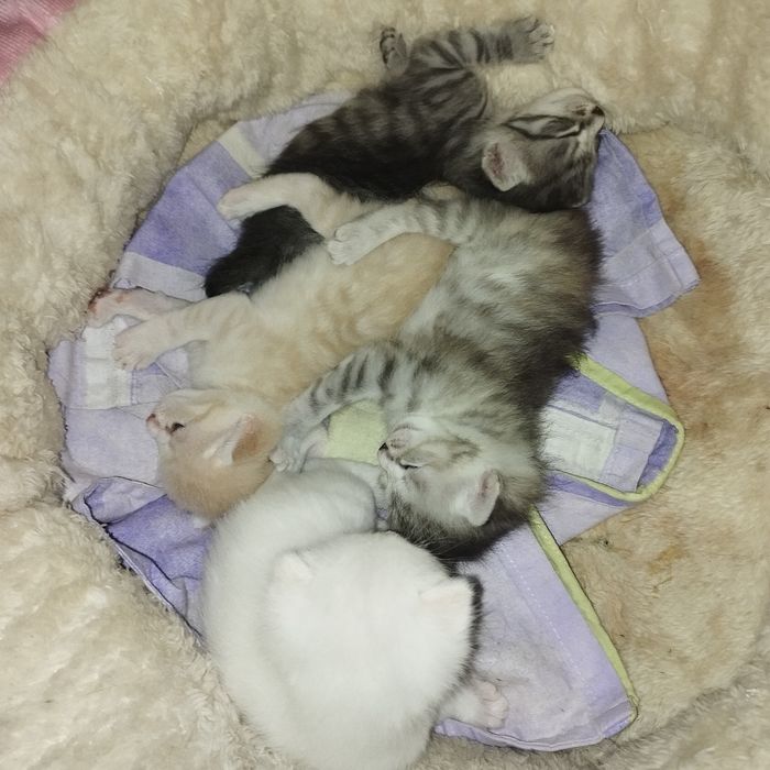 Отдам домашних котят в добрые руки (Бронь!)