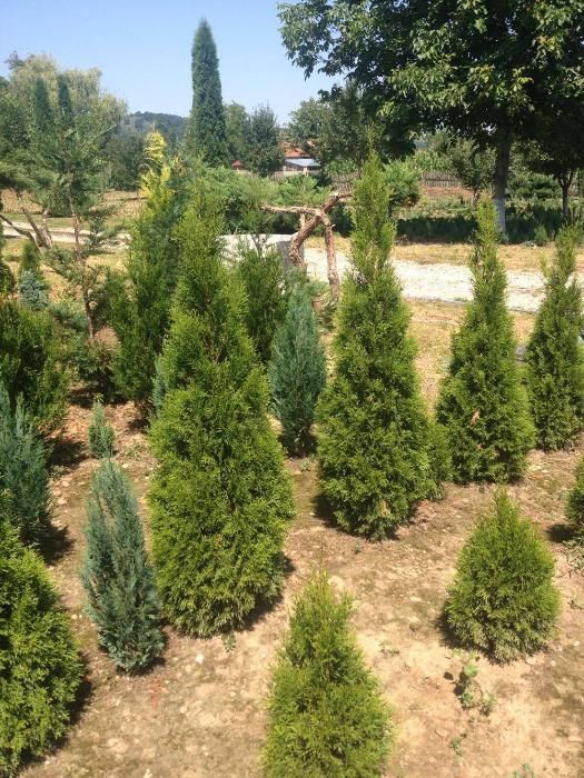 Tuia de la Producator!