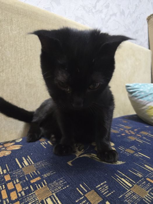 Котёнок веслоухий
