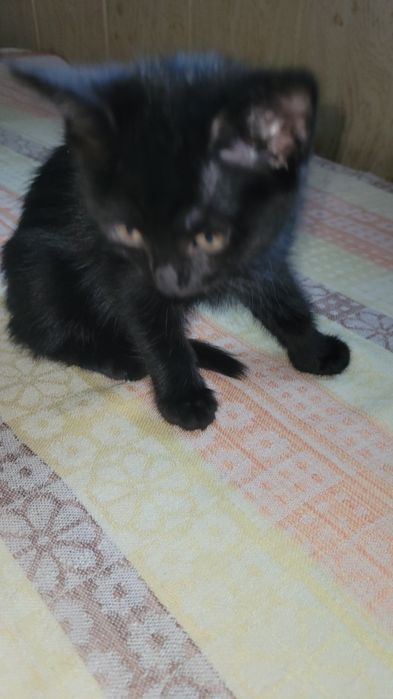 Котята в добрые ответственные руки