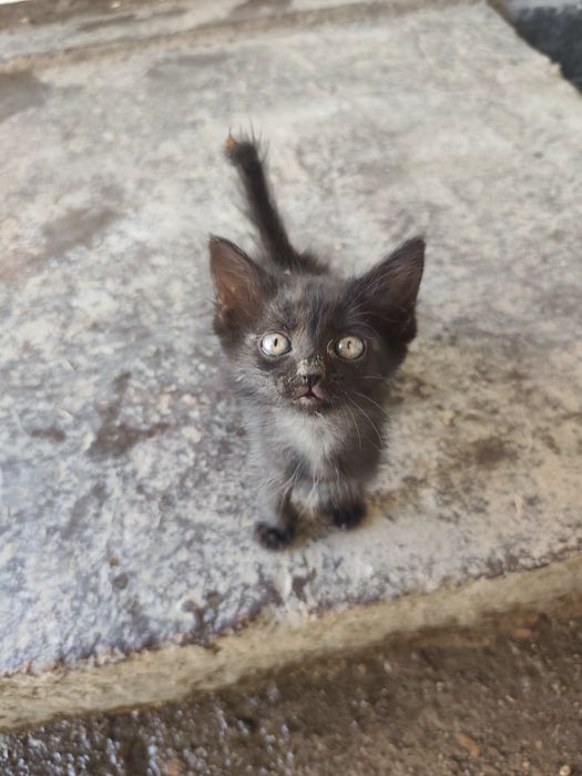 Котята домашние пять штук