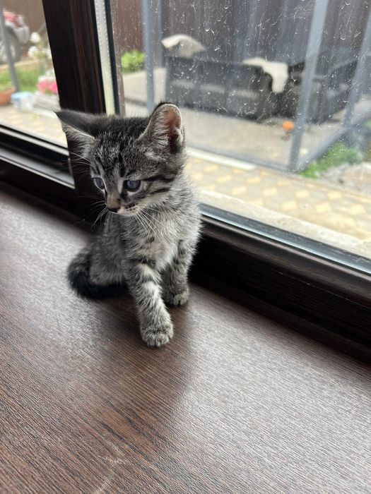 Котята в хорошие руки