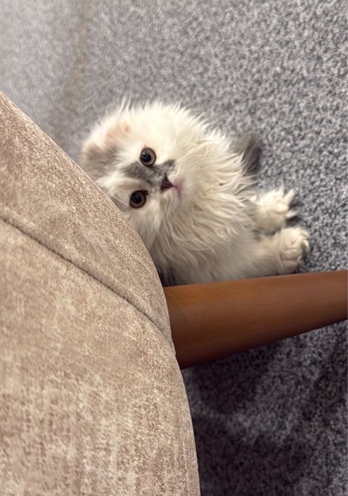 Кошка продается, мальчик