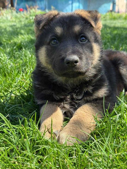 Щенки восточно-европейской овчарки.