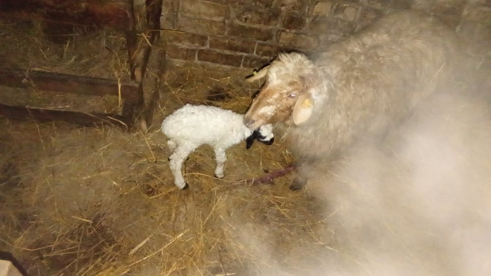 1 ярка 2-3 года и ягнёнок